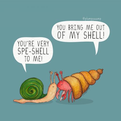 51Shell 01