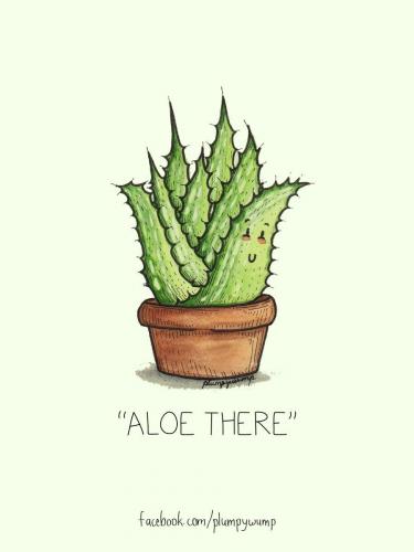 Aloe There